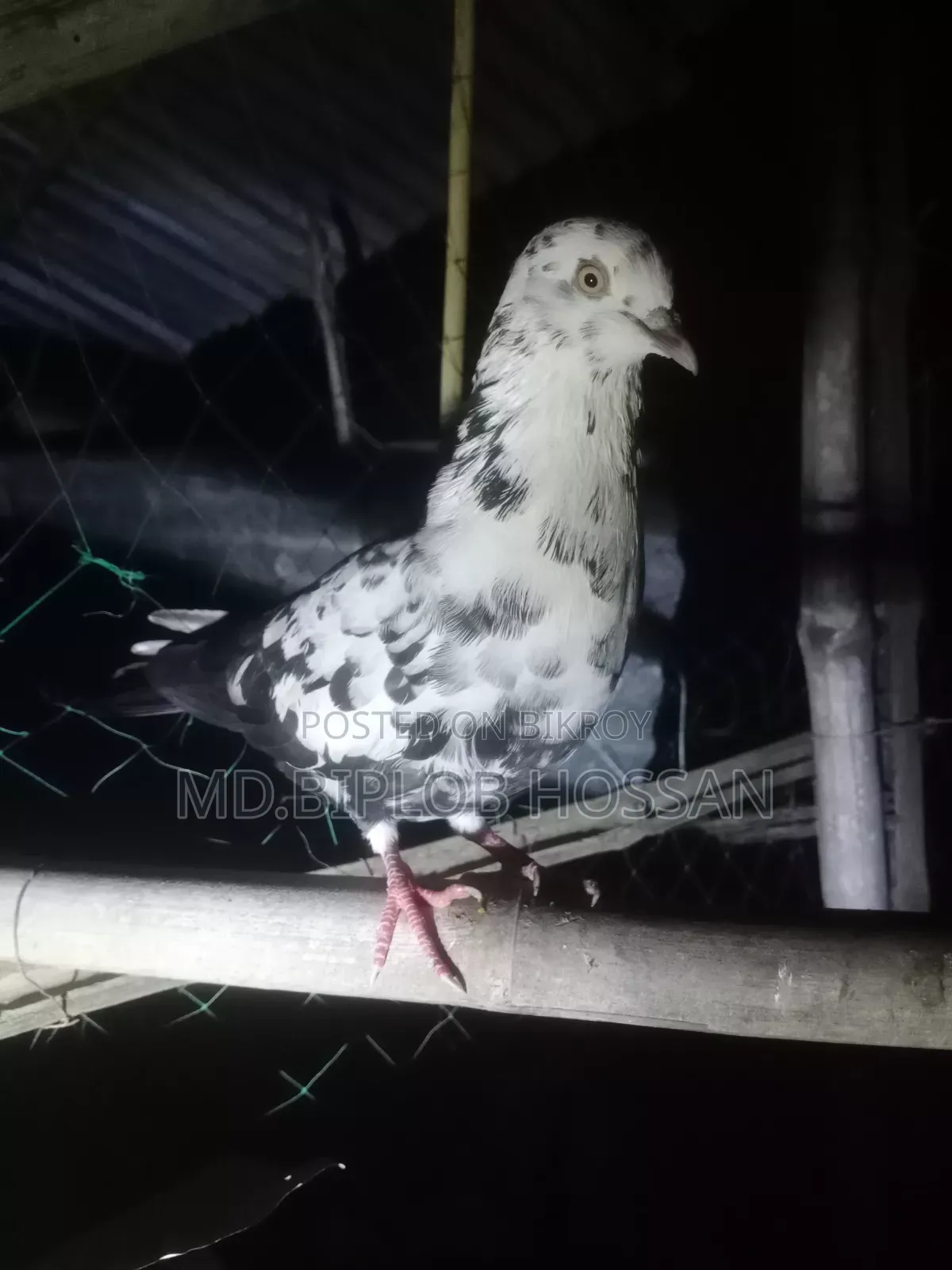 বিক্রির জন্য কবুতর