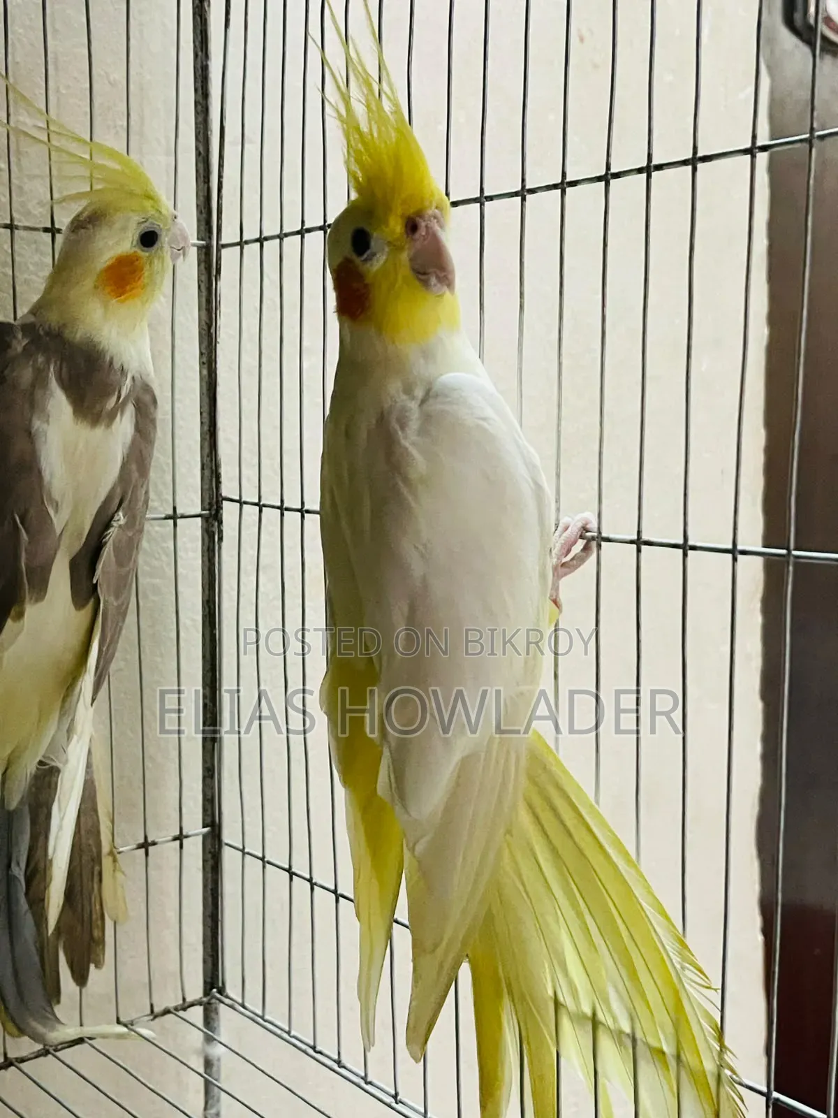 ককাটেল পাখি বিক্রয়