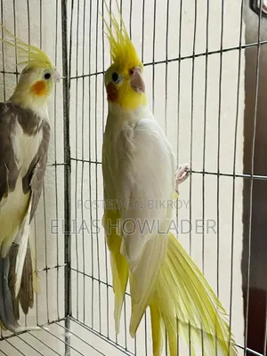 ককাটেল পাখি বিক্রয়