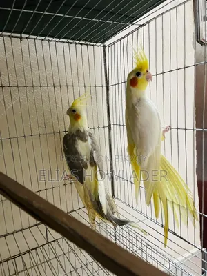 ককাটেল পাখি বিক্রয়