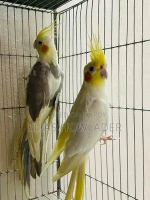 ককাটেল পাখি বিক্রয়