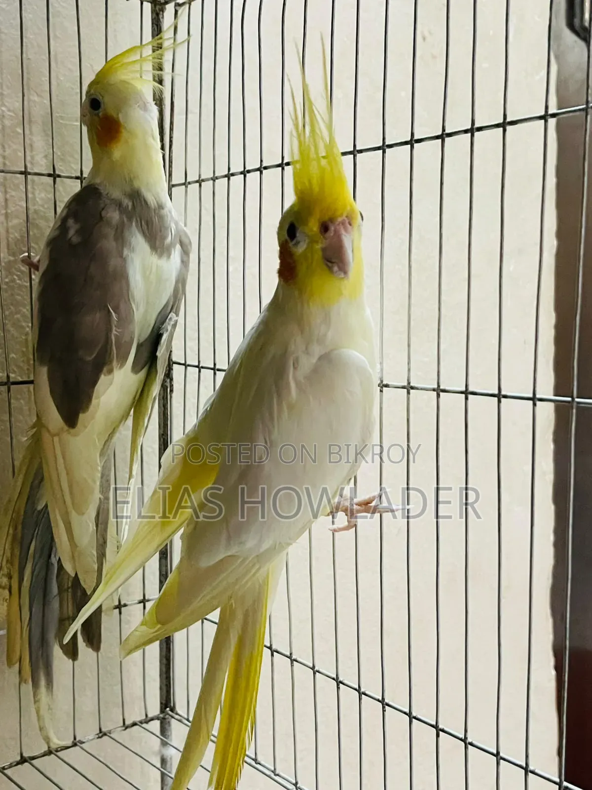 ককাটেল পাখি বিক্রয়