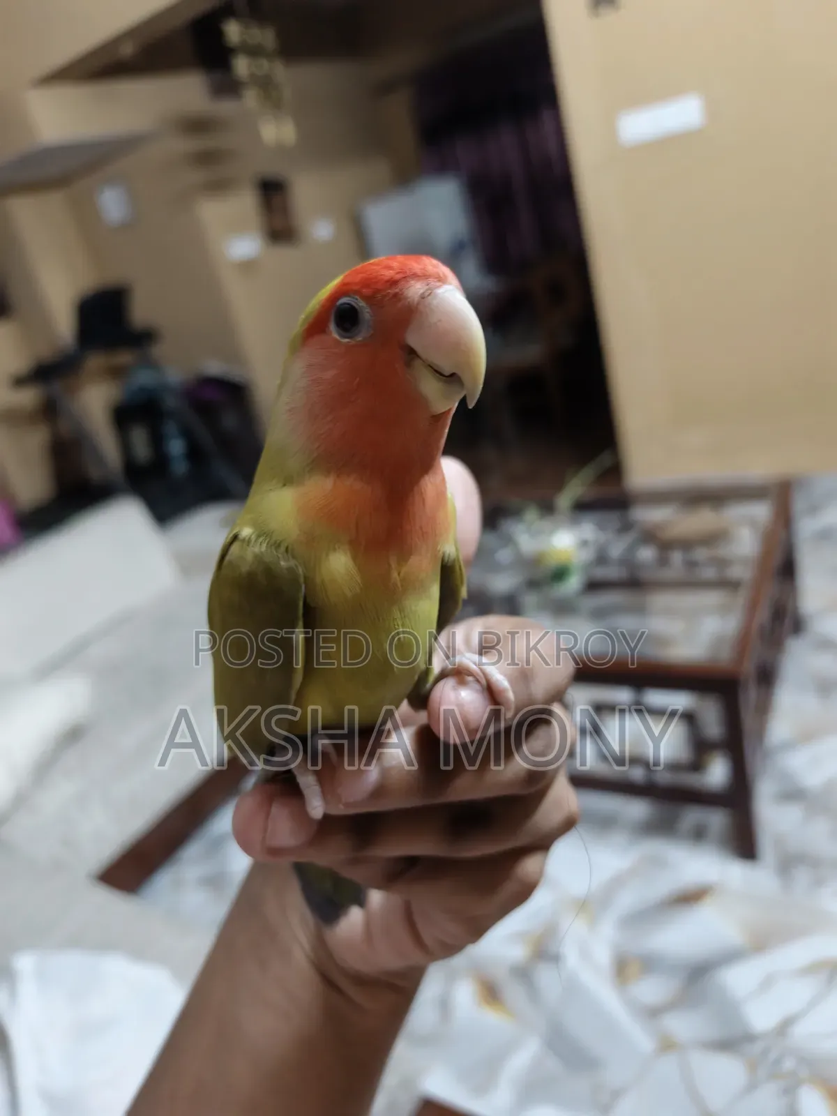 একটি সবুজ মুখের লাভবার্ড ফ্রি হলুদ বাজজির সাথে