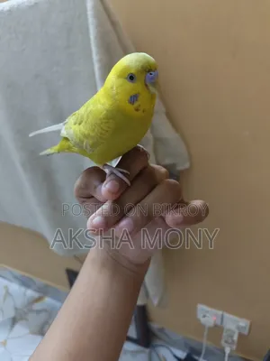 একটি সবুজ মুখের লাভবার্ড ফ্রি হলুদ বাজজির সাথে