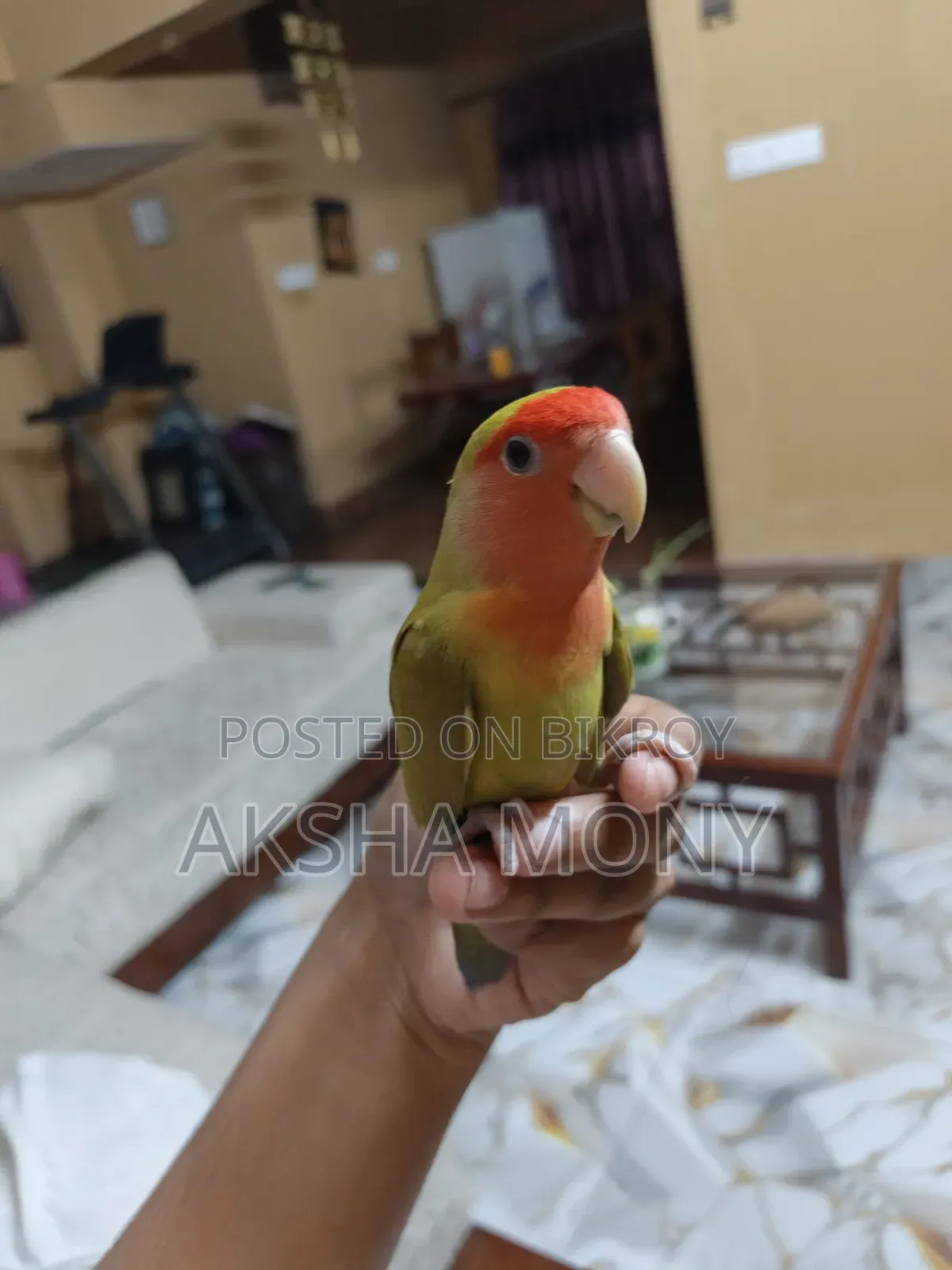 একটি সবুজ মুখের লাভবার্ড ফ্রি হলুদ বাজজির সাথে
