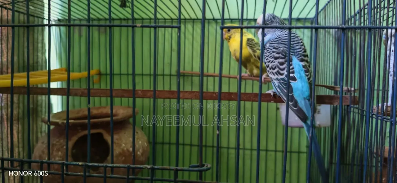 Two pairs of master pairs, two pairs of 4-month-old chicks with two single cages
