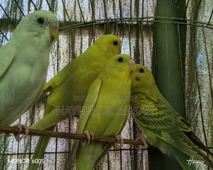 Two pairs of master pairs, two pairs of 4-month-old chicks with two single cages