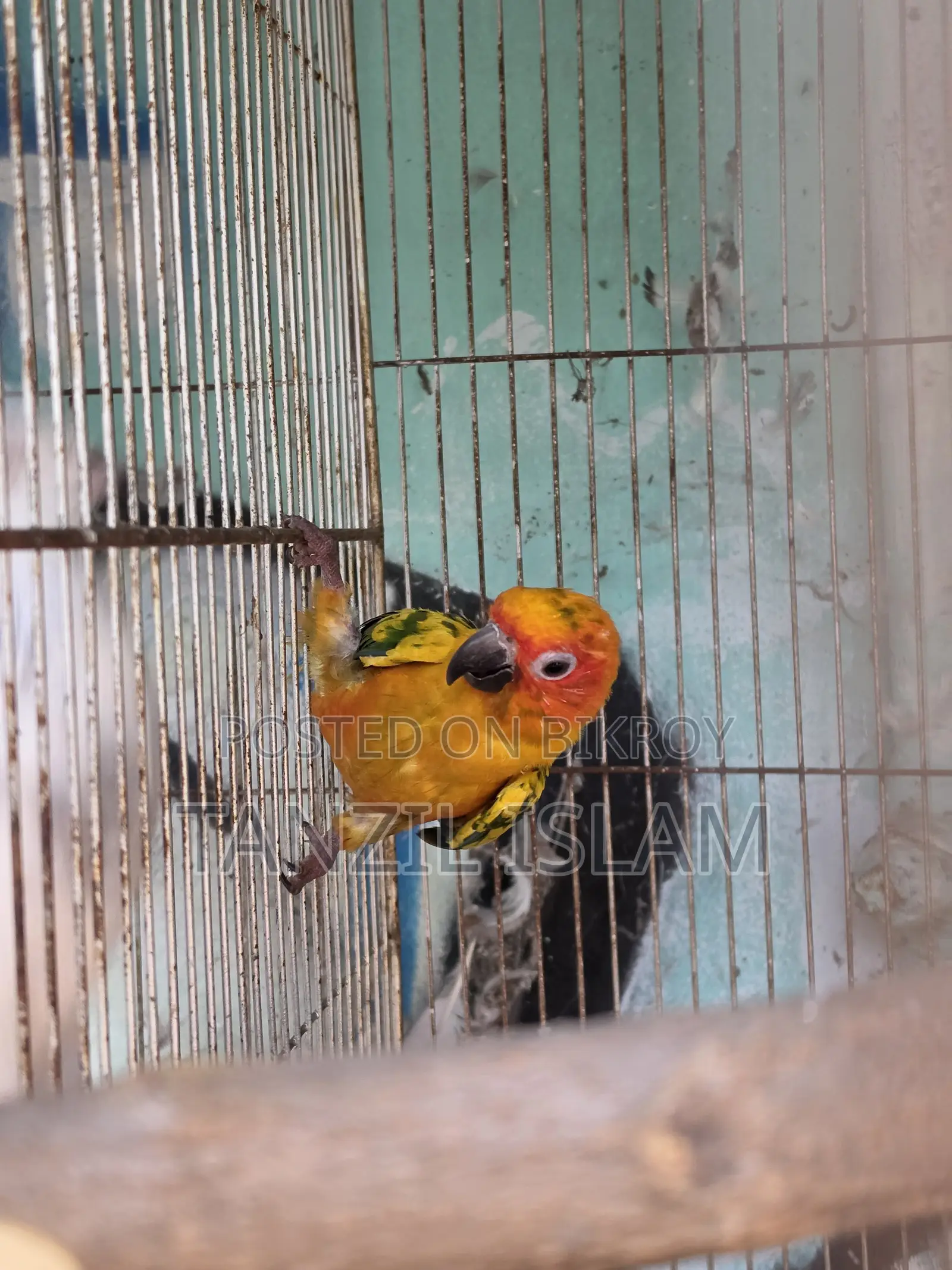 সেমি অ্যাডাল্ট সান কুনুর