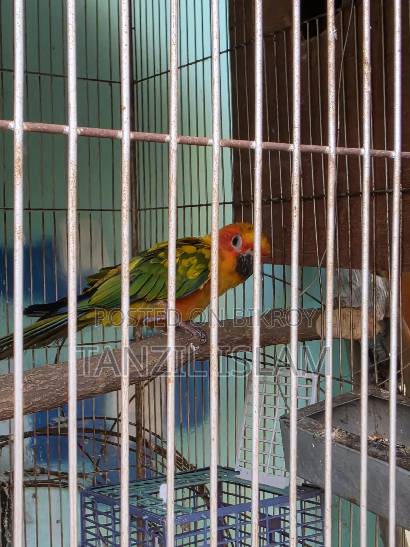 সেমি অ্যাডাল্ট সান কুনুর