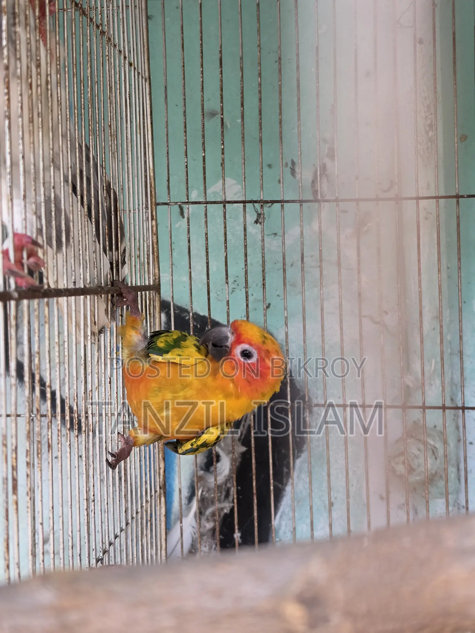 সেমি অ্যাডাল্ট সান কুনুর