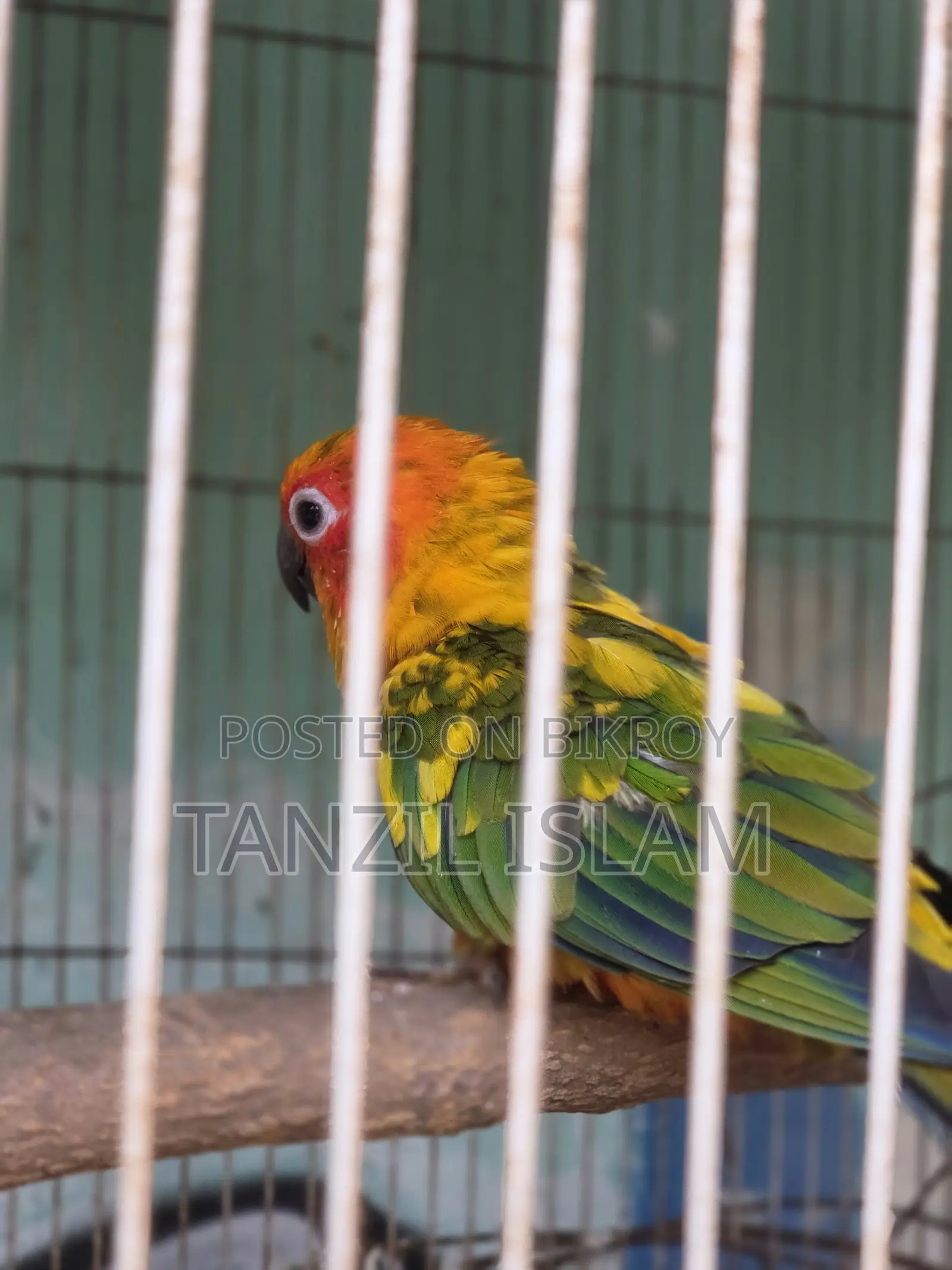 সেমি অ্যাডাল্ট সান কুনুর