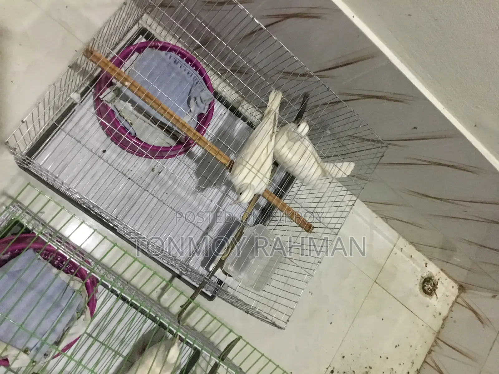2 জোড়া রানিং ডিম বাচ্চা করা অষ্টেলিয়ান ঘুঘু সবচেয়ে কম দামে খাচা সহ
