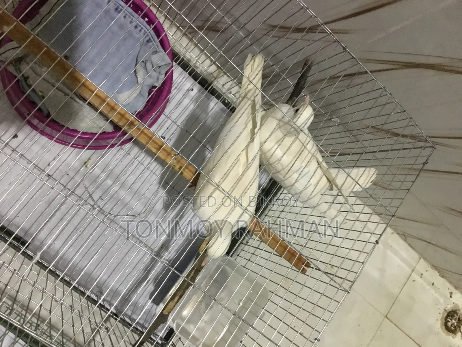 2 জোড়া রানিং ডিম বাচ্চা করা অষ্টেলিয়ান ঘুঘু সবচেয়ে কম দামে খাচা সহ