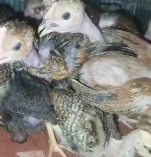 পাহাড়ি মুরগির বাচ্ছা