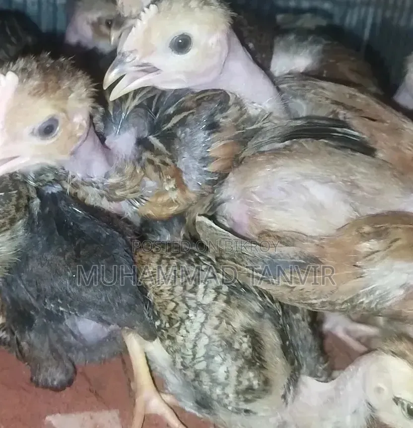 পাহাড়ি মুরগির বাচ্ছা