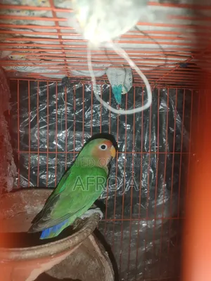 লাভ বার্ড
