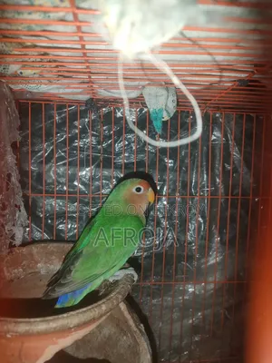 লাভ বার্ড