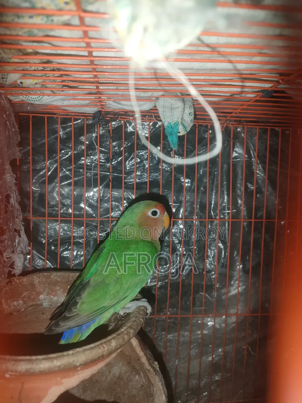লাভ বার্ড