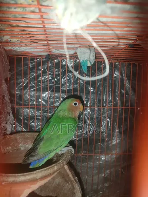 লাভ বার্ড