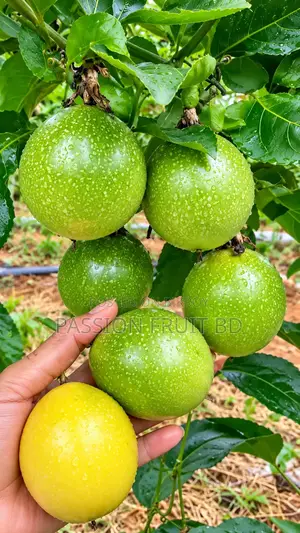 কক্সবাজারের আনারকলি ফল