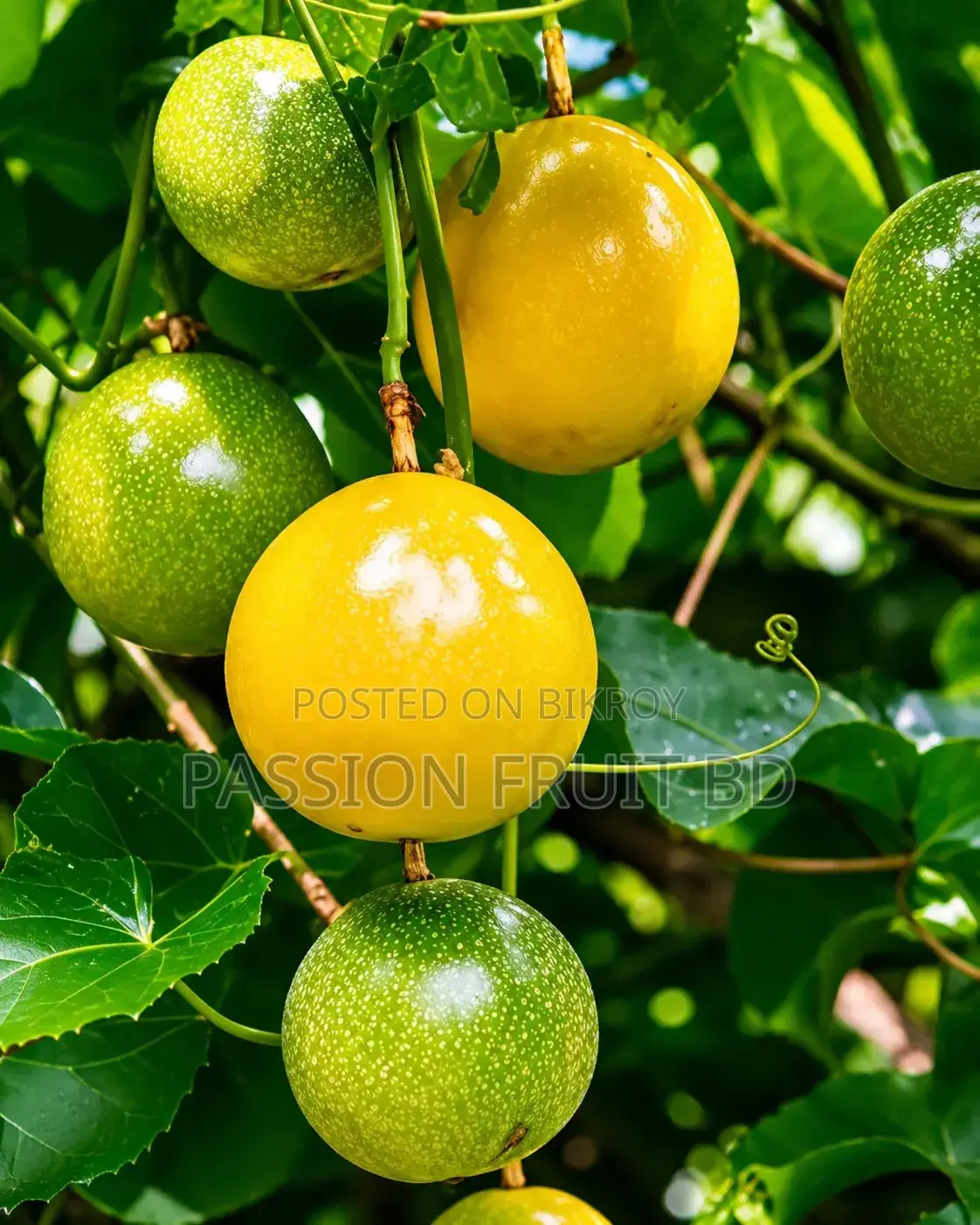 কক্সবাজারের আনারকলি ফল