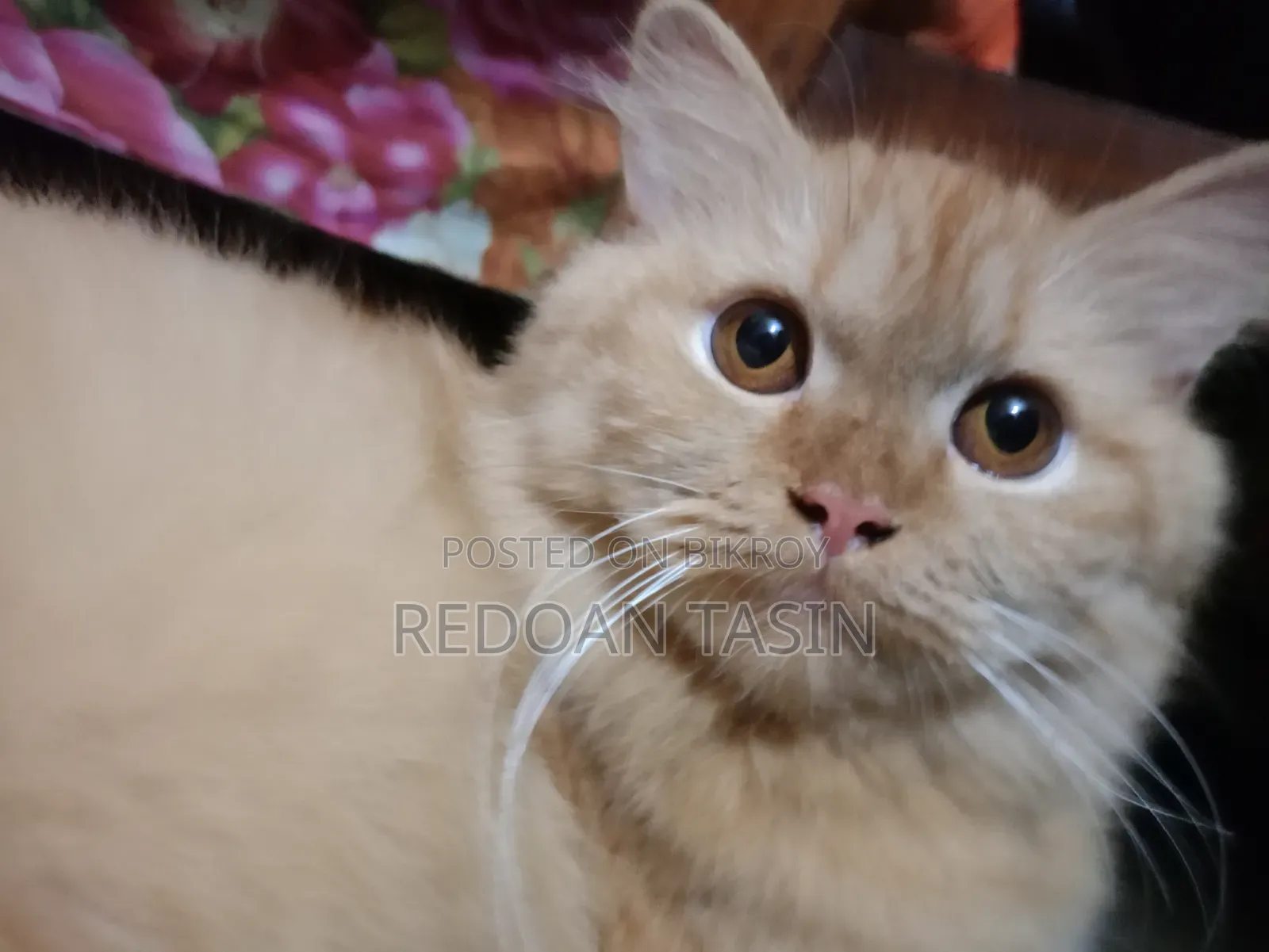 6-12 months Female Purebred Persian