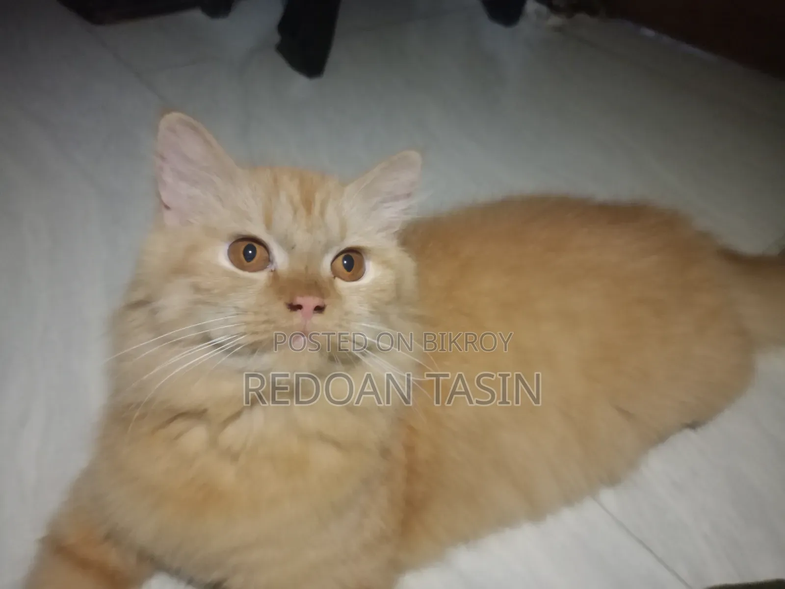 6-12 months Female Purebred Persian