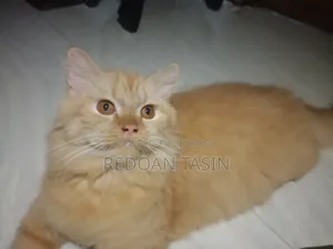 6-12 months Female Purebred Persian