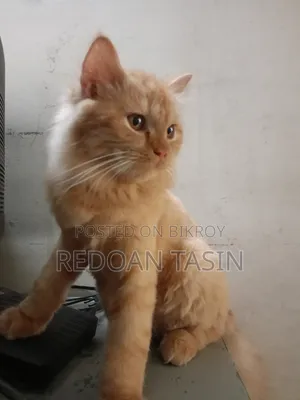 6-12 months Female Purebred Persian