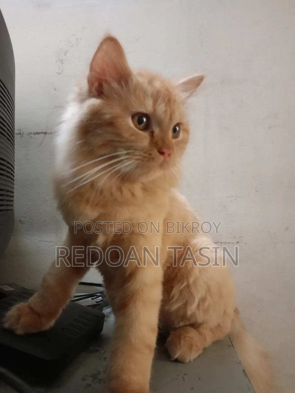 6-12 months Female Purebred Persian