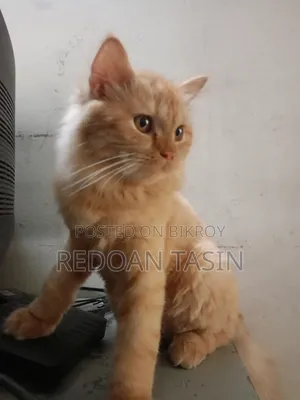 6-12 months Female Purebred Persian