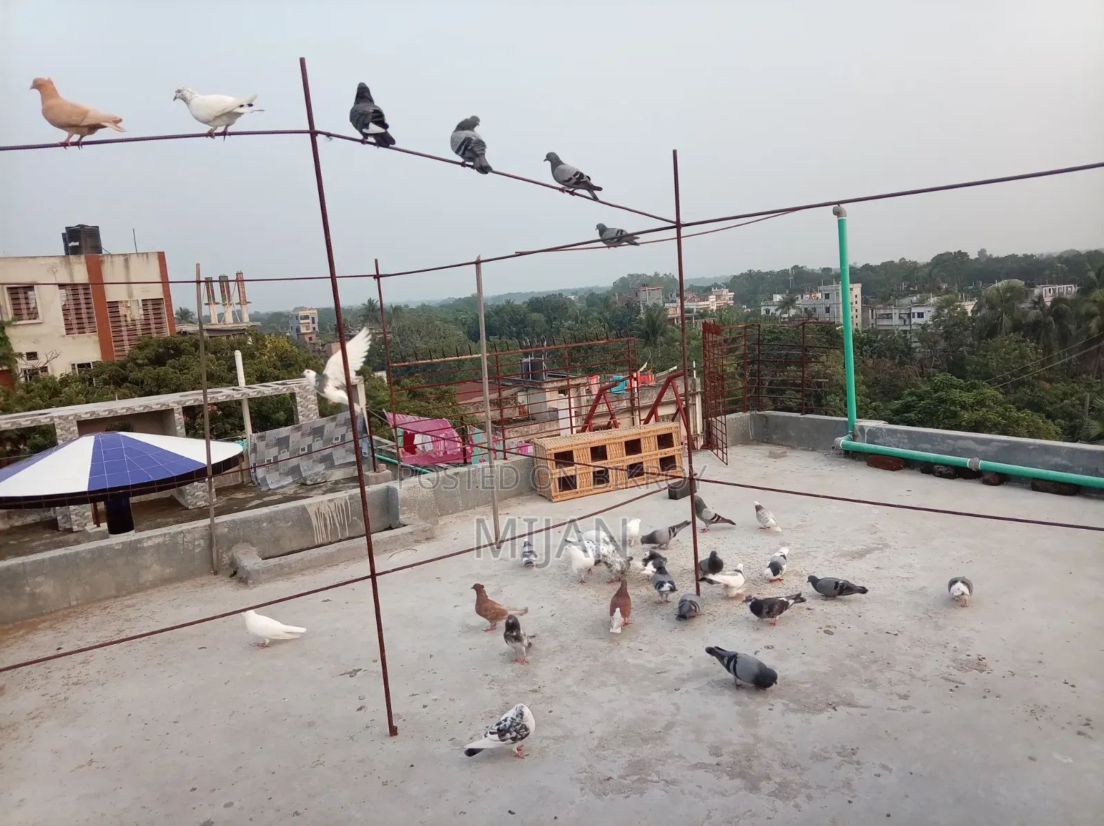 Some pigeons for sale