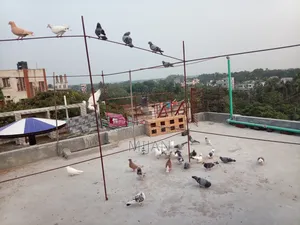Some pigeons for sale