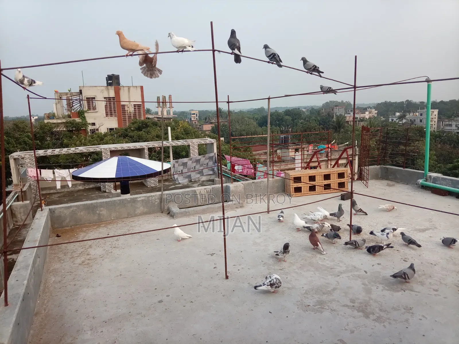 Some pigeons for sale