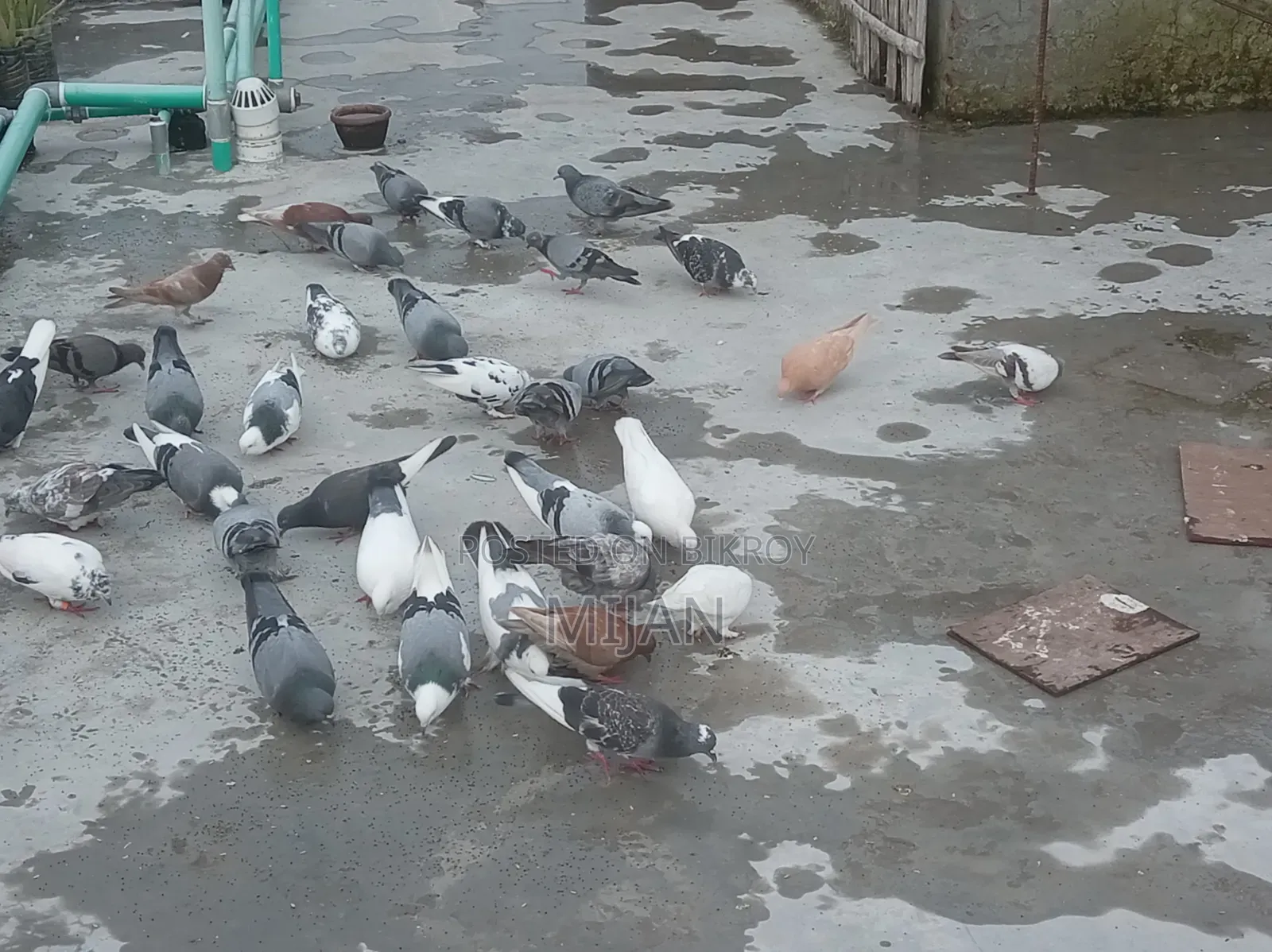 Some pigeons for sale