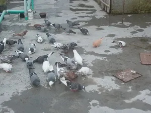 Some pigeons for sale