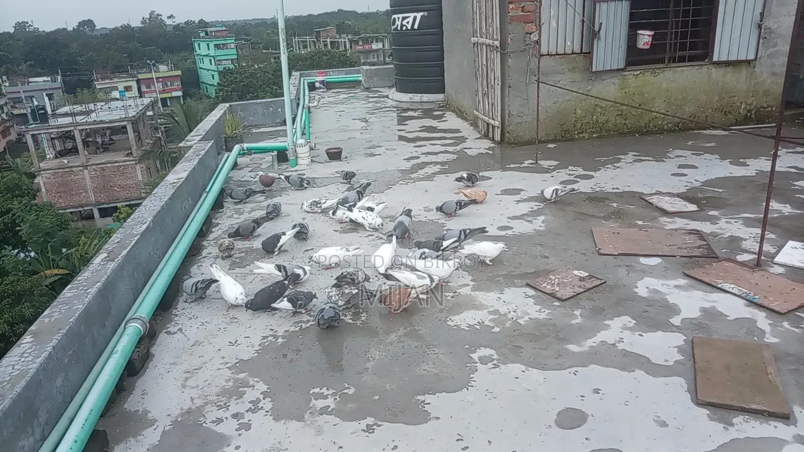 Some pigeons for sale