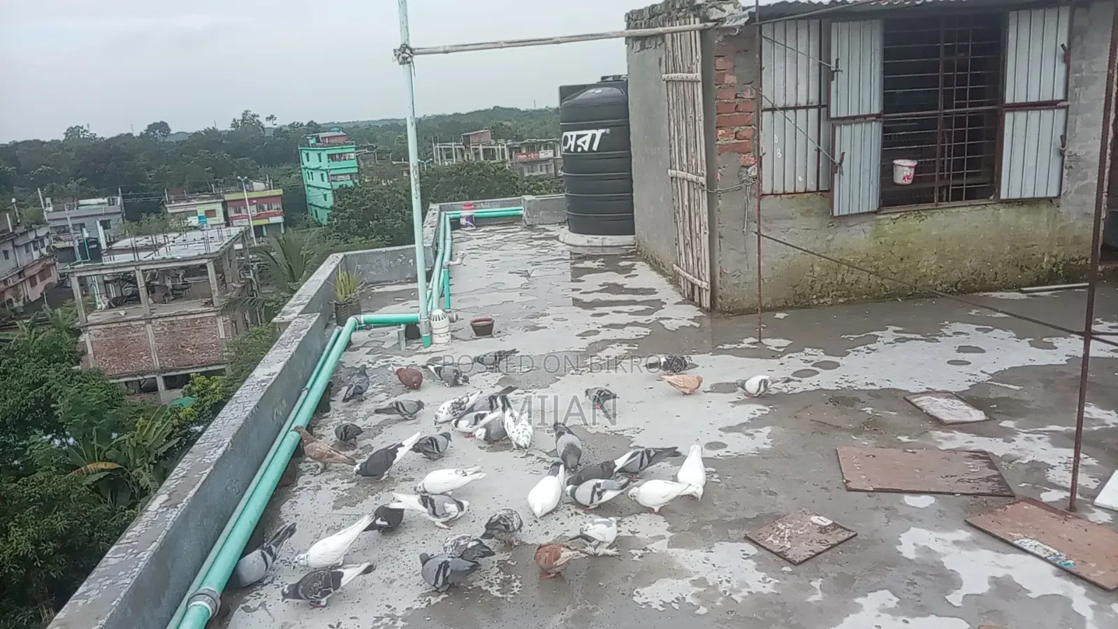 Some pigeons for sale