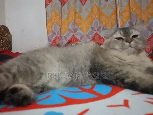 ৬-১২ মাস বয়সী মাদি খাঁটি পার্সিয়ান