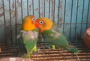 লাভবার্ড এবং জাভা টেম সাইজ বেবি