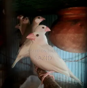 Lovebird and Java Tame Size Baby