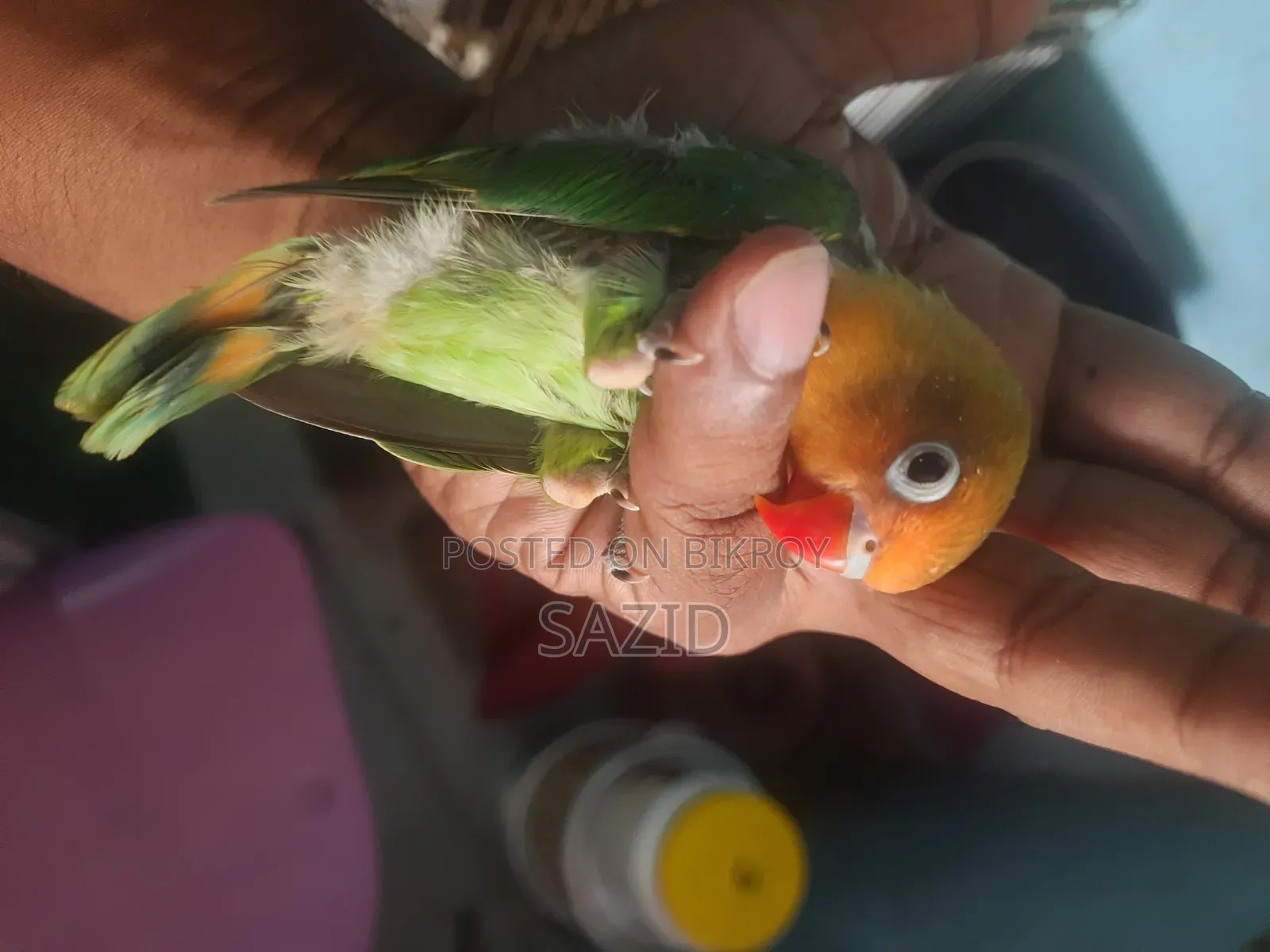 লাভবার্ড এবং জাভা টেম সাইজ বেবি