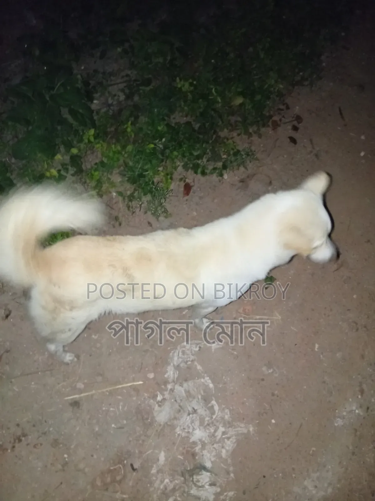6-12 Months Female Purebred Afghan Hound