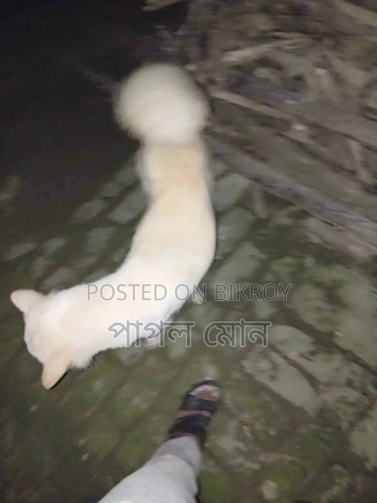 6-12 Months Female Purebred Afghan Hound