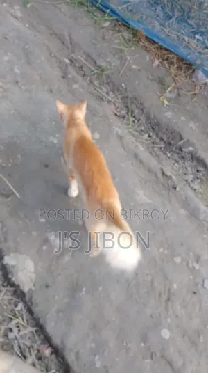 6-12 Months Male Purebred Cat