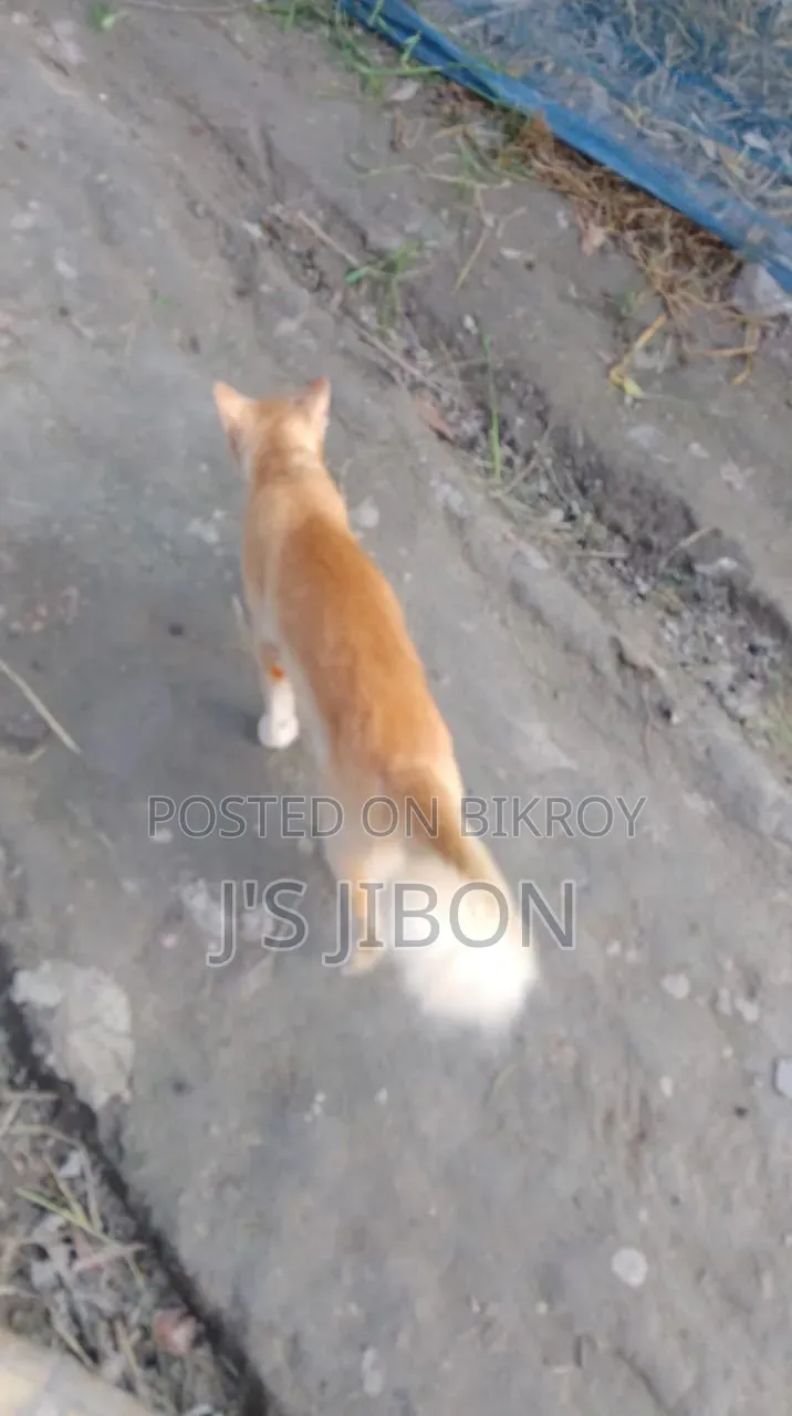 6-12 Months Male Purebred Cat