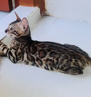 6-12 Months Female Purebred Bengal Cat