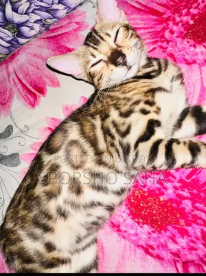6-12 Months Female Purebred Bengal Cat