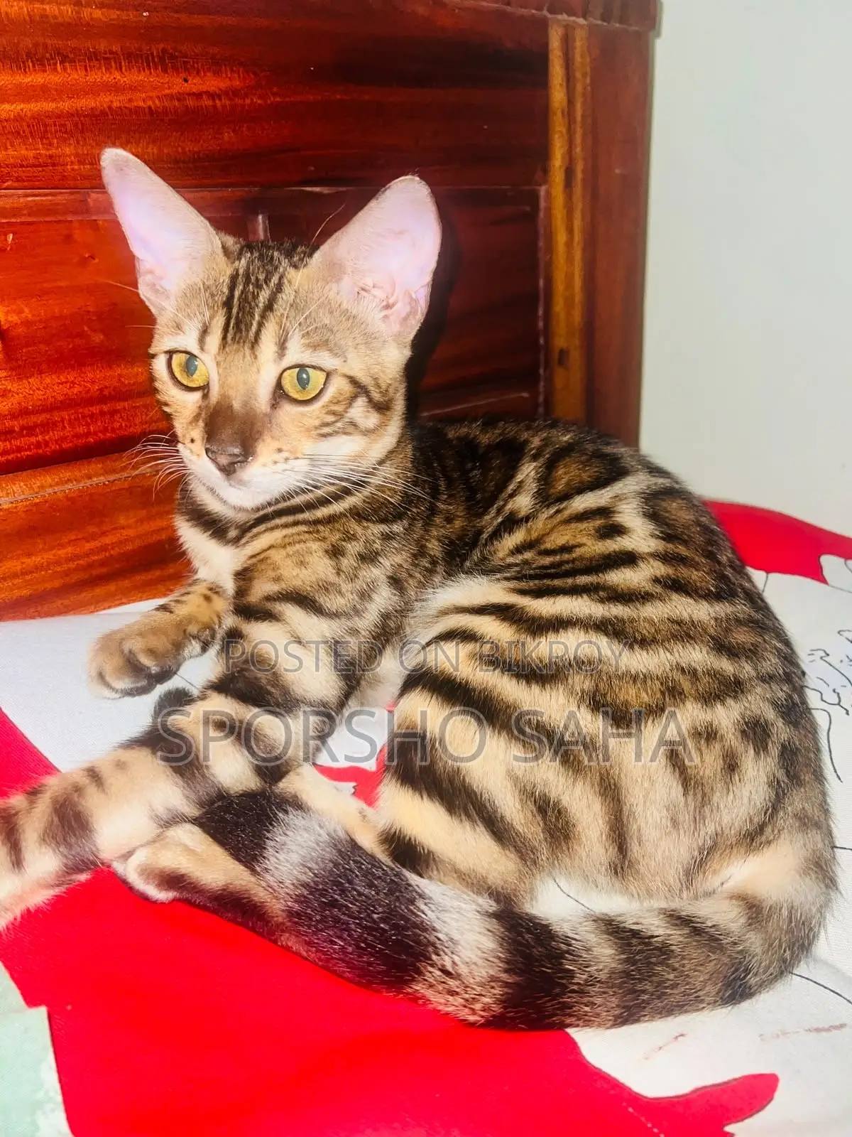 6-12 Months Female Purebred Bengal Cat