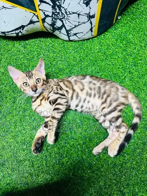 6-12 Months Female Purebred Bengal Cat